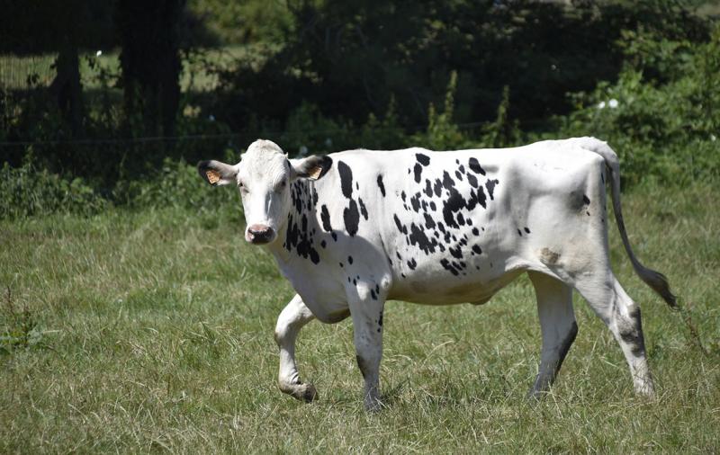Förderung der Sommerweidehaltung von Rindern für 2022