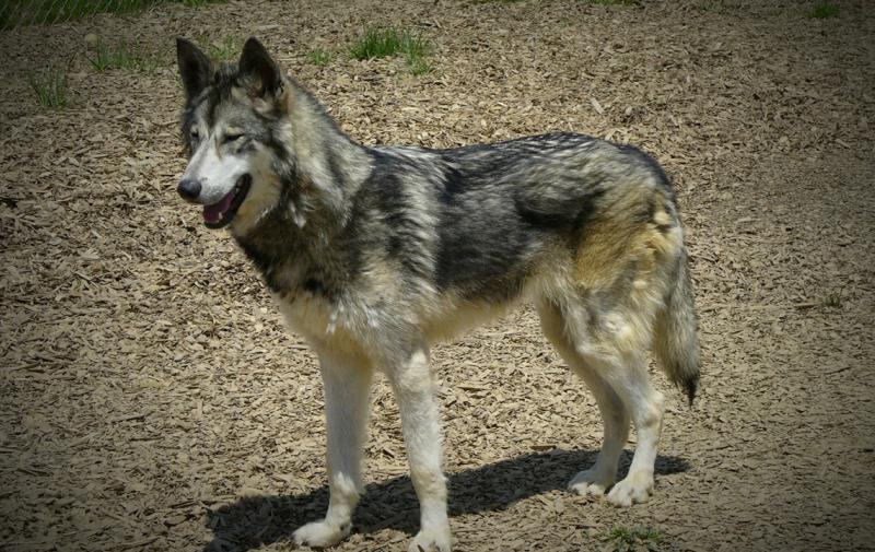 Erinnerung: Wolfsgipfel des Deutschen Bauernverbandes am 28. April