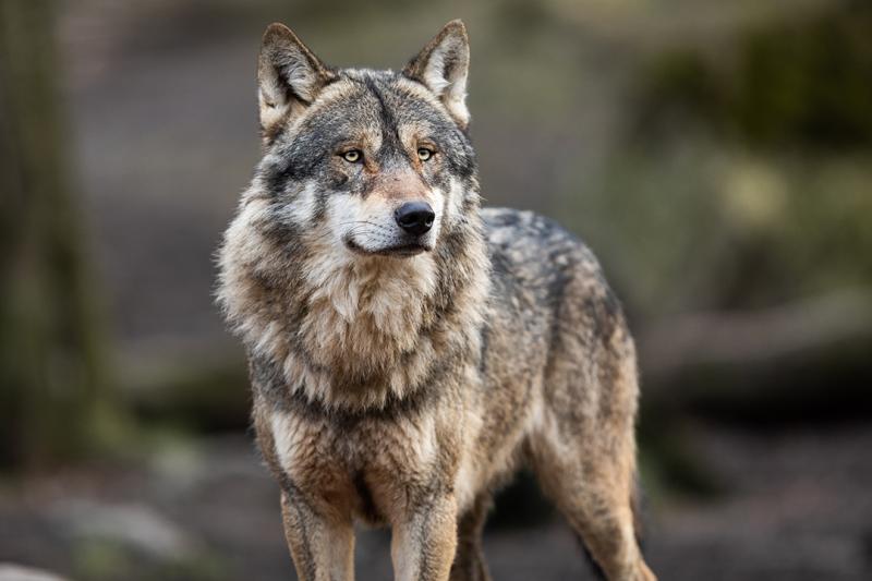 Erforderliche Herdenschutzmaßnahmen im neuen Wolfsterritorium Trusetal-Seeligental