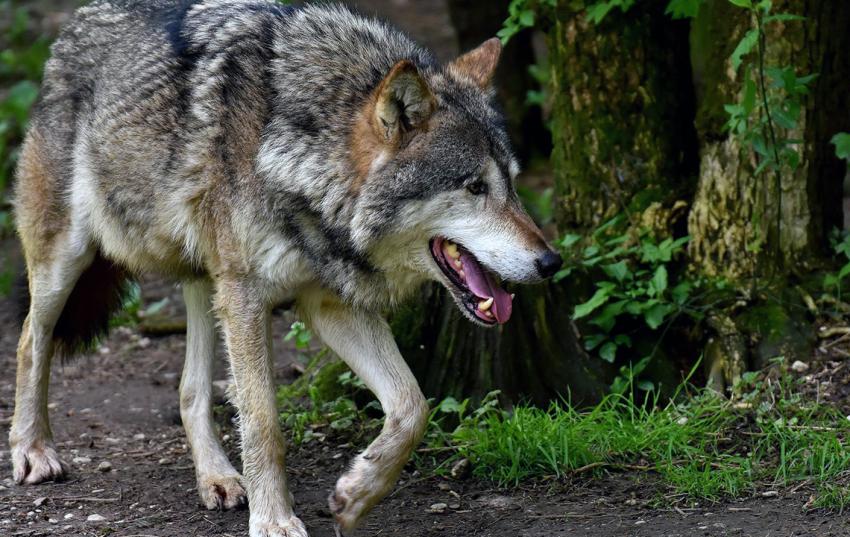 Informationsveranstaltung zum Thema &quot;Wolf&quot; in Crossen