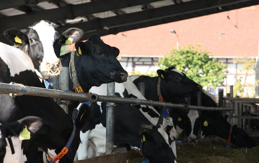 Medieninformation: Gemeinschaftstagung von Tierärzten und Landwirten