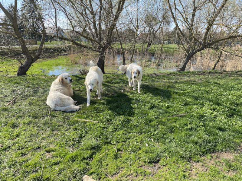 Arbeitende Herdenschutzhunde – Passanten aufklären