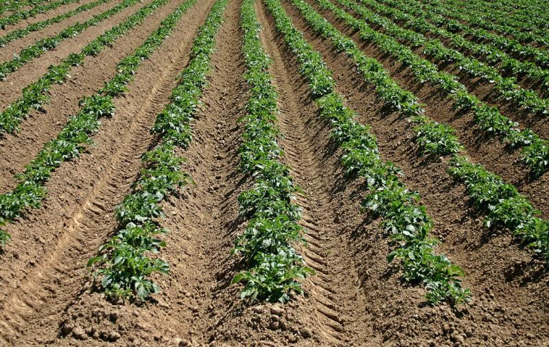 Union der Deutschen Kartoffelwirtschaft – Beteiligung an Monitoring dringend erforderlich