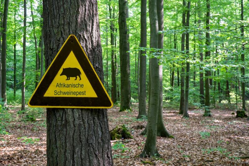 Erster ASP-Ausbruch in Nordrhein-Westfalen