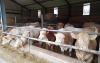 Fachausschuss Rindfleisch des Deutschen Bauernverbandes tagt zur Initiative Tierwohl Rind