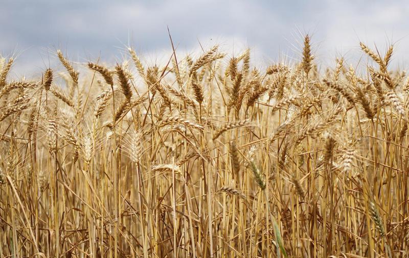 Groß, größer am größten? Landwirtschaft und Folgen des Krieges in der Ukraine