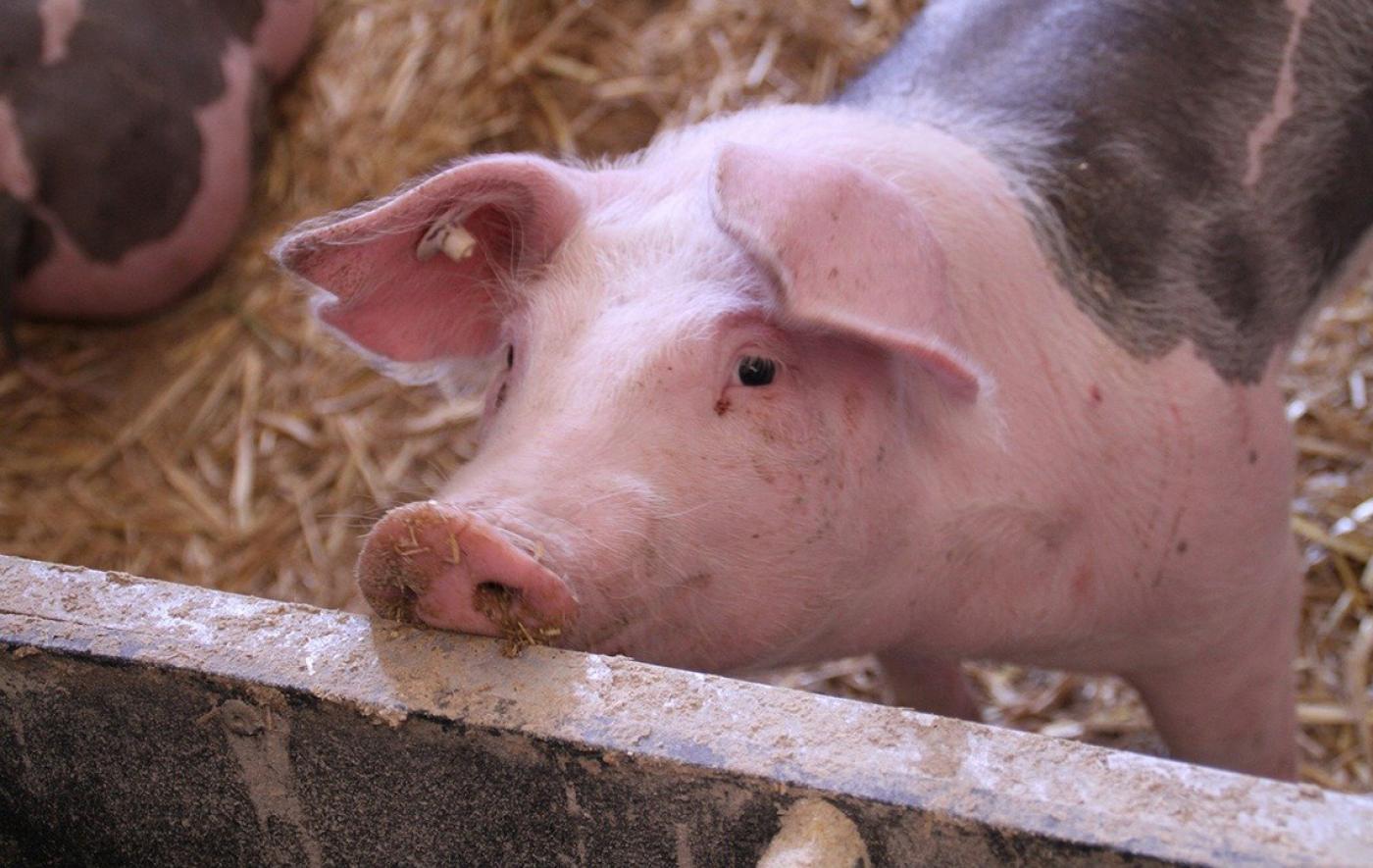 Fachausschuss Schwein des Deutschen Bauernverbandes diskutiert Problemlage
