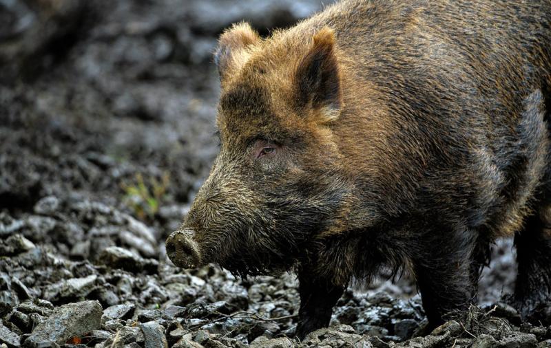 Sachverständigengruppe zur Afrikanischen Schweinepest zusammengekommen