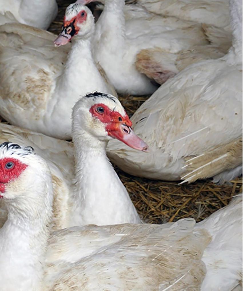 Weiterbildungsveranstaltung für Tierhalter zum Stallbilanzierungsprogramm (Schwein/Geflügel)