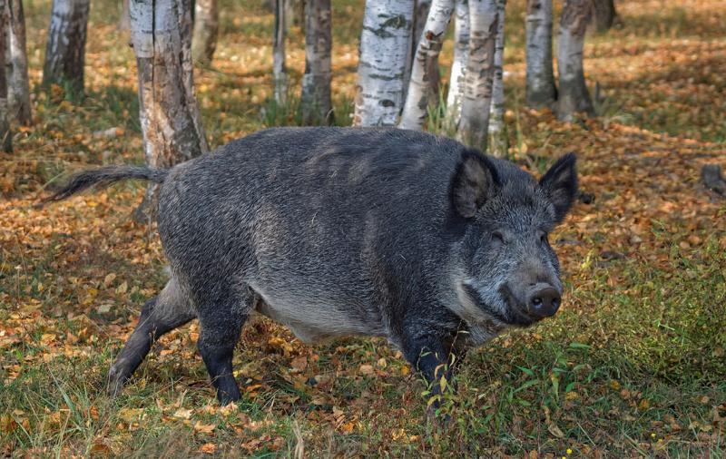 Onlineseminar „Afrikanische Schweinepest – ein Problem für alle Schweinehalterinnen und -halter
