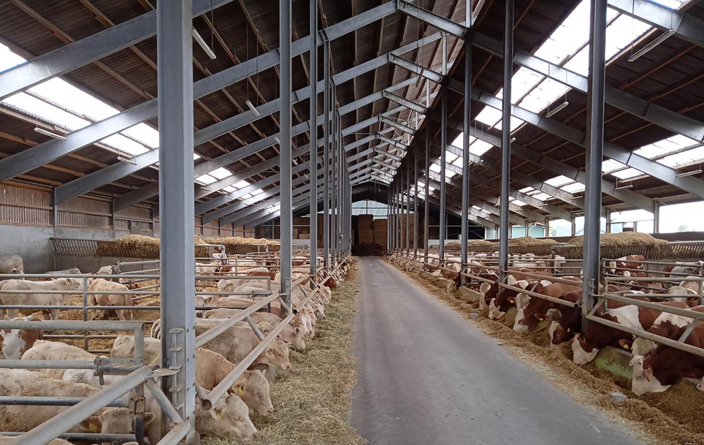 DBV-Fachausschuss Rindfleisch: Initiative Tierwohl und Nutztierstrategie besprochen
