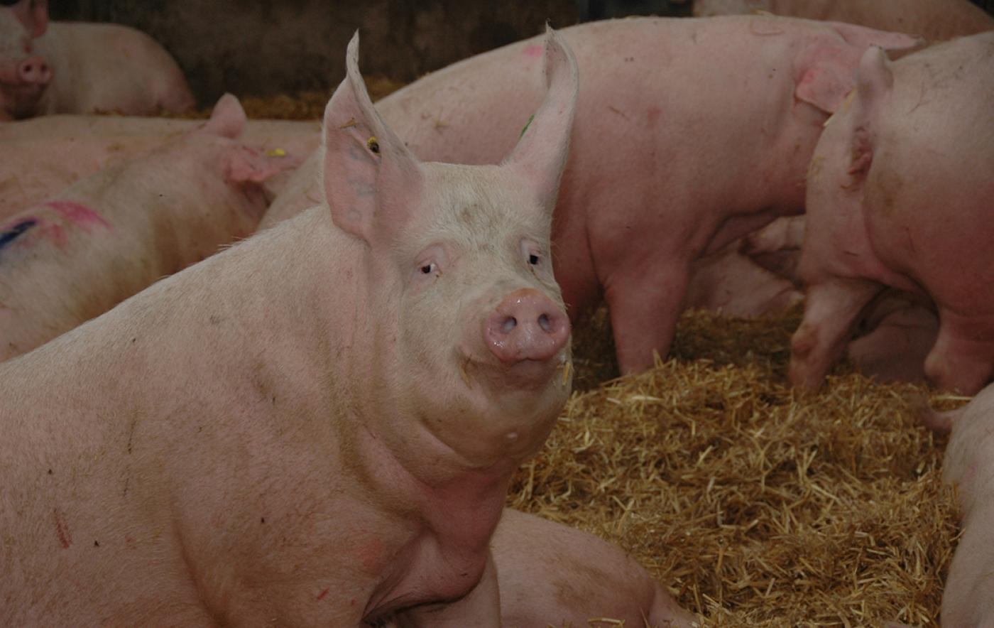 Fataler Preissturz: Lage für schweinehaltende Betriebe verschärft sich