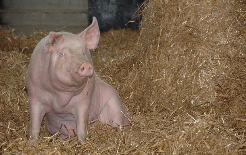 Bundestag beschließt Tierhaltungskennzeichnungsgesetz