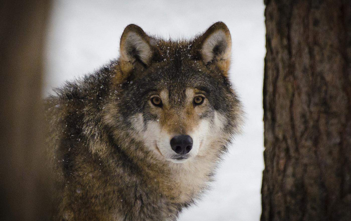 Schluss mit der Wolfsromantik: Landwirtschaft fordert Einstieg in aktives Wolfsmanagement