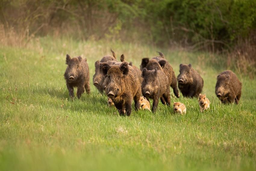 Auszahlungsstopp: Aufwandsentschädigung für die Schwarzwildbejagung