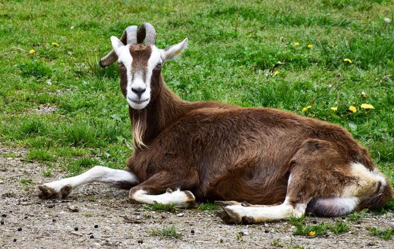 Schaf-Ziegen-Prämie – Neuanträge müssen bis zum 31. März gestellt werden