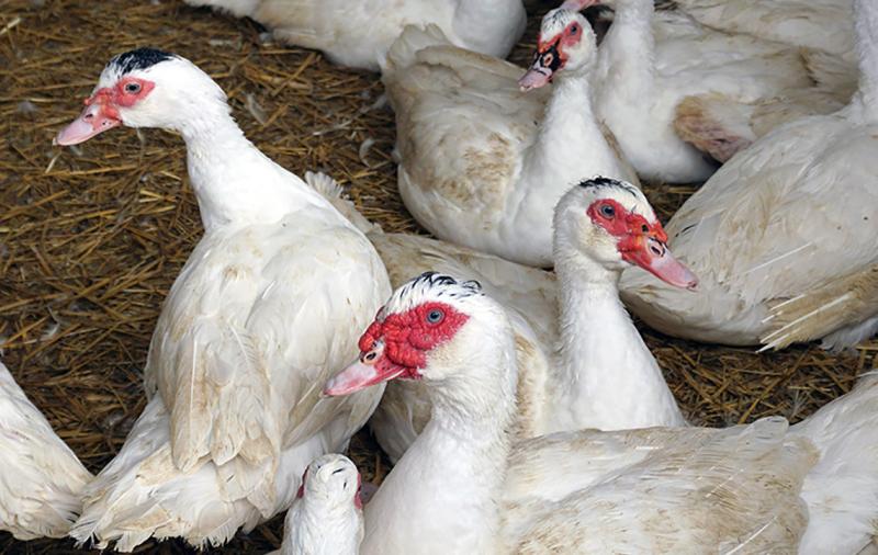 Zweiter Nachweis der Geflügelpest im Landkreis Greiz