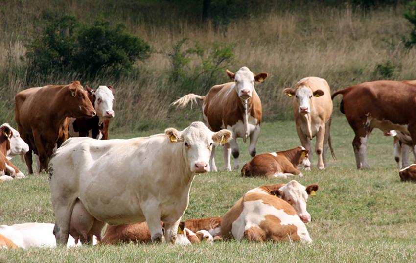 Auszahlungsantrag für Thüringer Tierwohlförderung bis 15. Mai stellen!