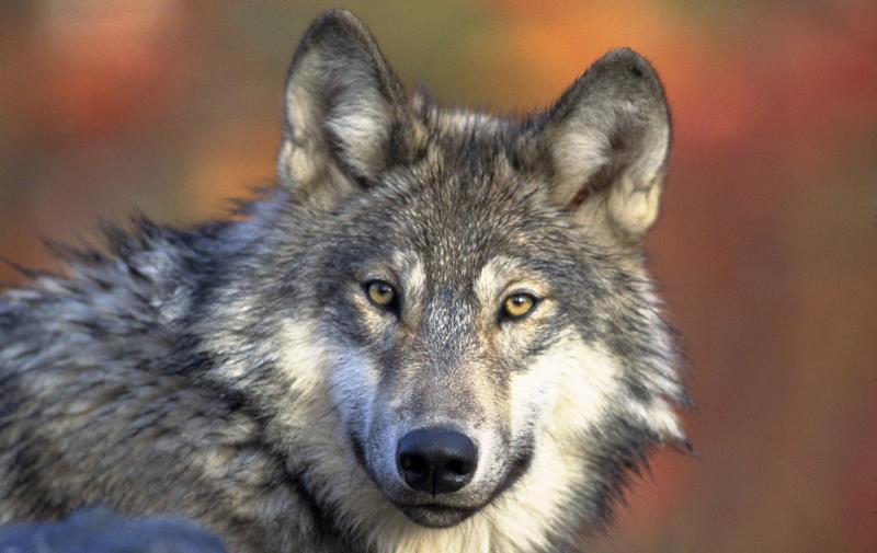 Informationsveranstaltungen zum Wolf in Thüringen