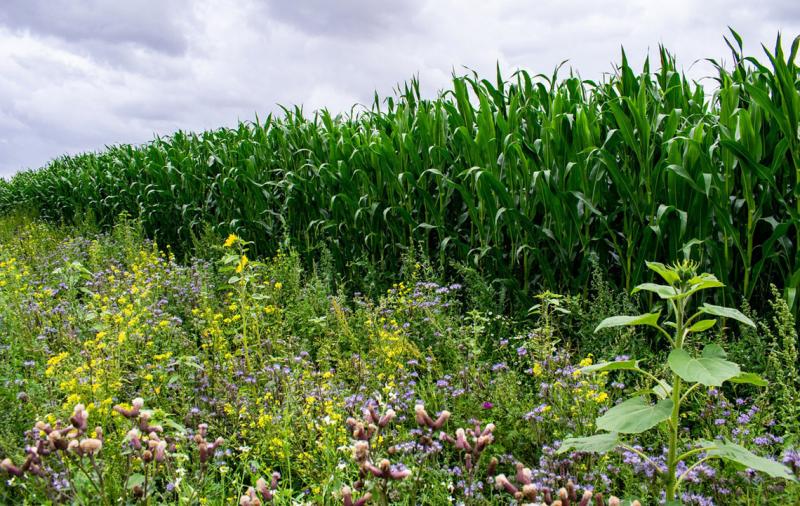 Medieninformation: Zu wenig Geld für Umwelt- und Klimaschutzmaßnahmen in der Landwirtschaft