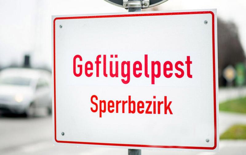 Geflügelpest im Weimarer Land und in der Stadt Jena ausgebrochen